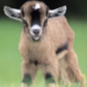 Meet your Posher, Riley